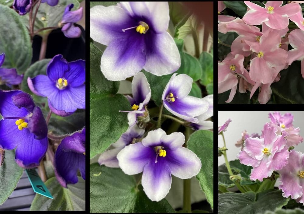 Fantasy African Violet Seeds