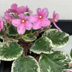 Choosing the Best African Violet Varieties for Your Club Project