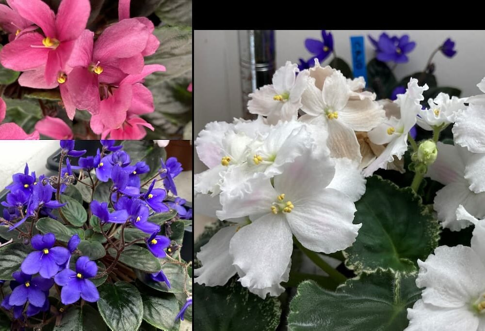 Heirloom African Violet Seeds