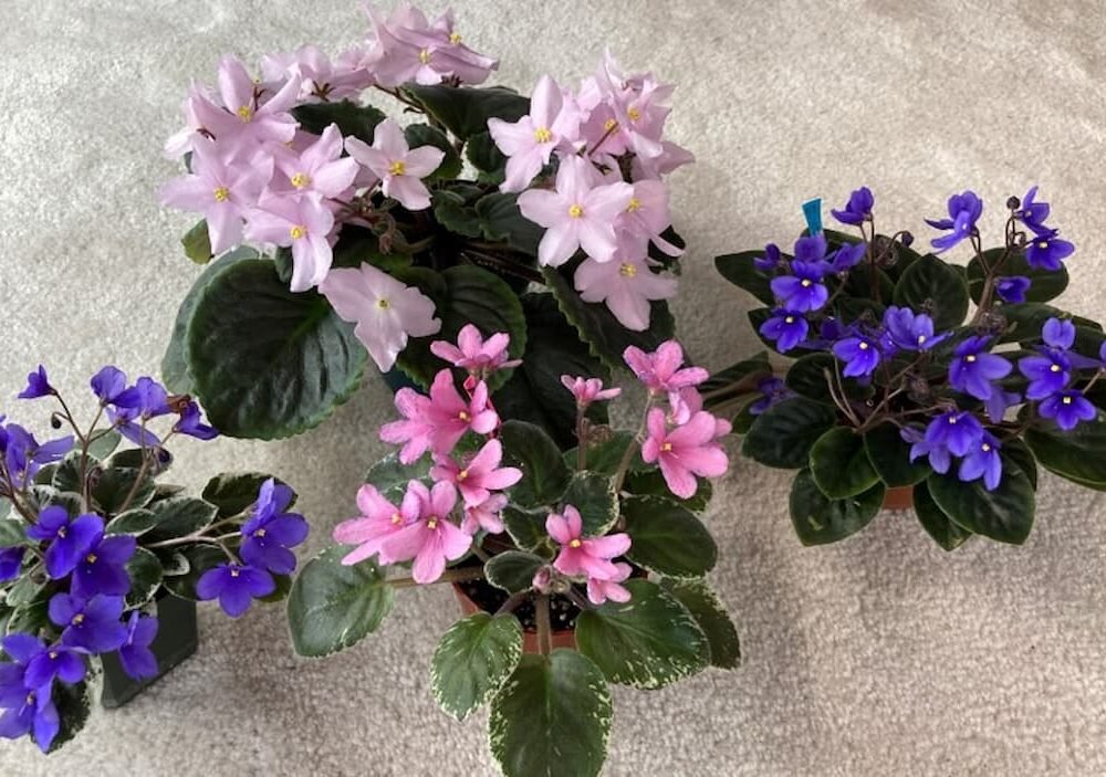 Little Gems African Violet Seeds