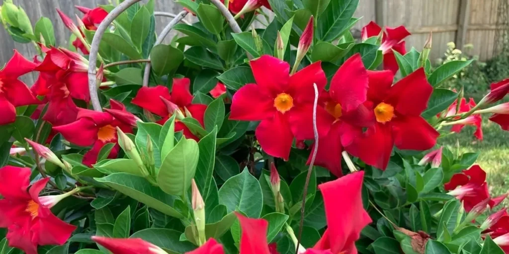 The Science Behind Saintpaulia Pollination Directions