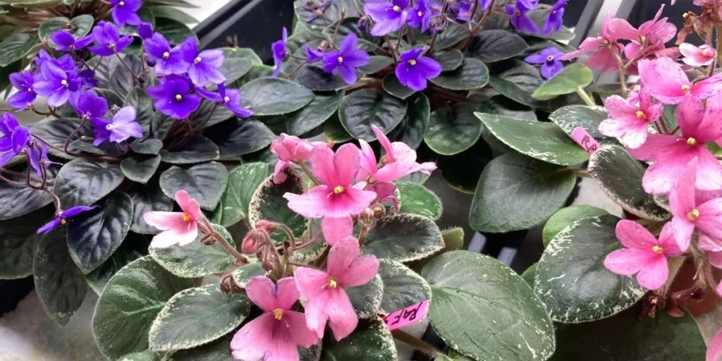 Gardeners in Japan Should Know Before Buying Saintpaulia Seeds