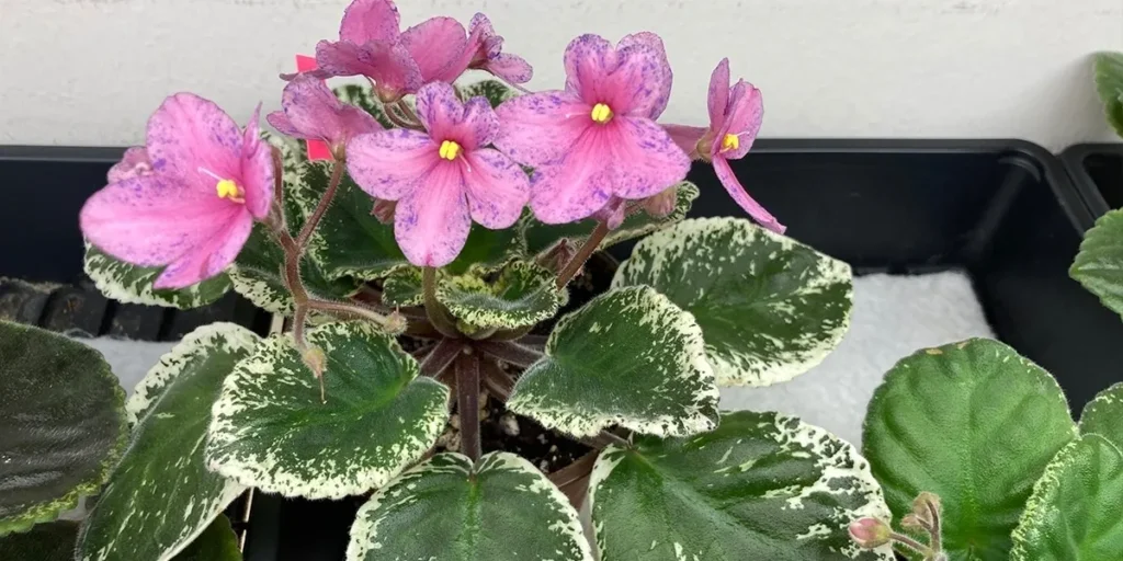 Why Choose Nadeau African Violet Seeds for Quality and Variety