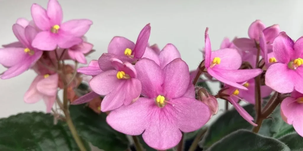 What is vegetative reproduction in African violets and popularity