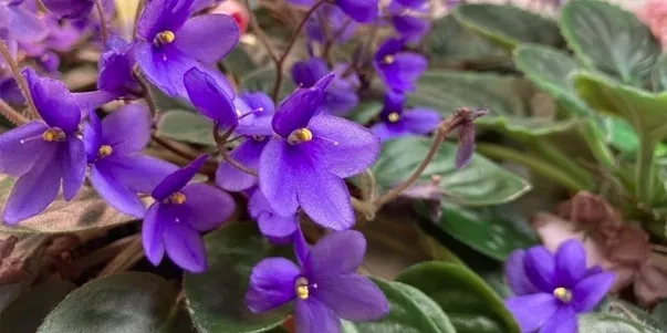 What Makes a Good African Violet Seeds Sowing Medium