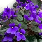 Importing African Violet Seeds for India: What You Need to Know