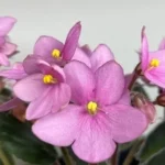 Ideal Soil & Potting Mix for African Violet Seed Growth in China