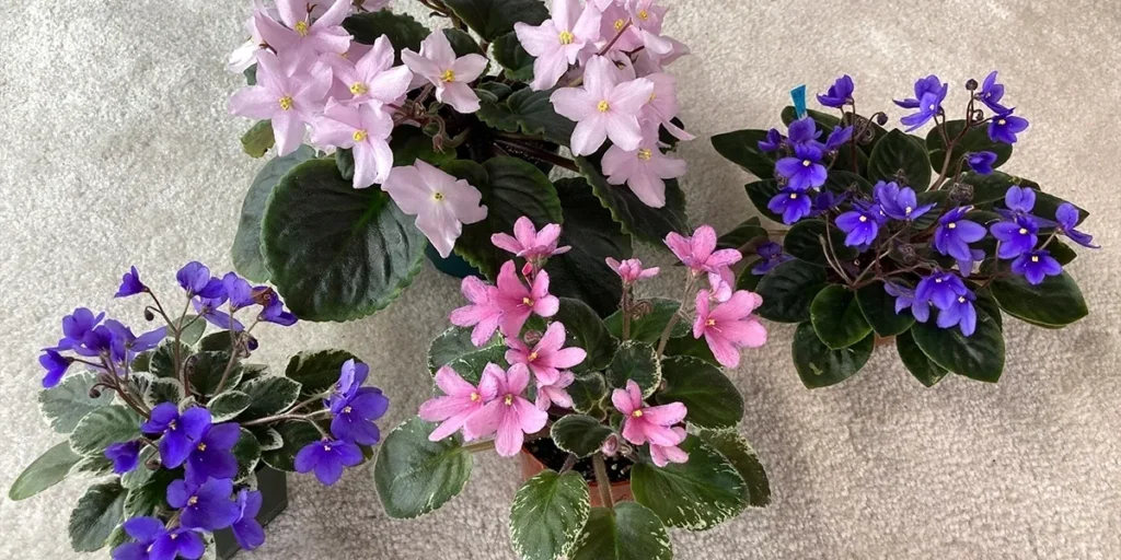 How Saintpaulia Seed Production Works? Buy Violet Seeds Online