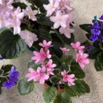 House Plant African Violet Seeds: Best Soil and Containers for Planting