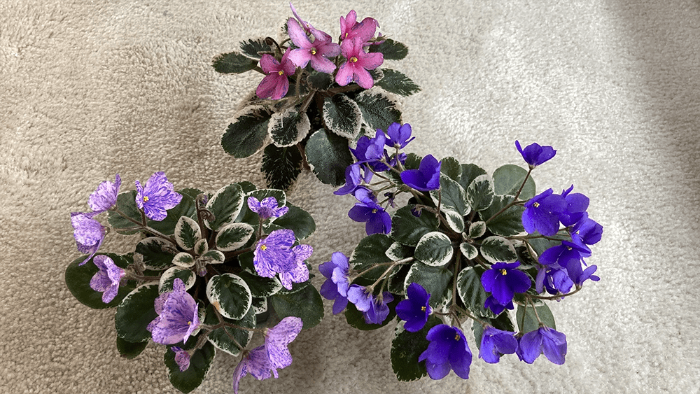 African Violets