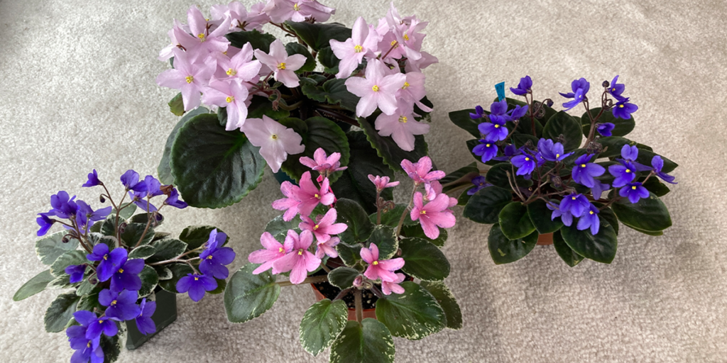 How to Identify High Quality Miniature African Violet Seeds Before Buying