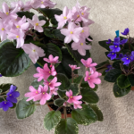 How to Identify High Quality Miniature African Violet Seeds Before Buying