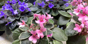 saintpaulia seeds for sale