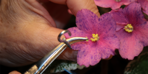 african violet seeds near me
