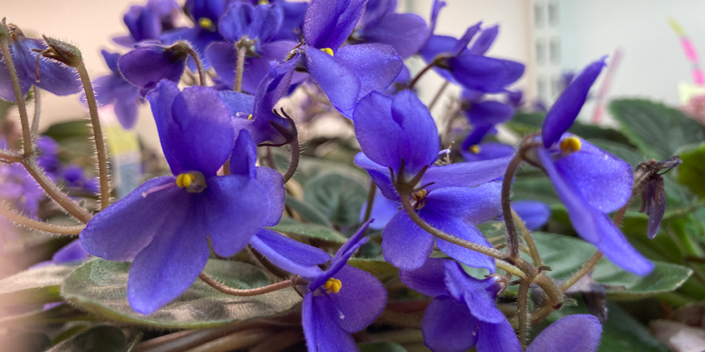 How to Find Healthy African Violet Seeds Near You