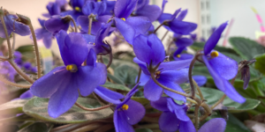 African violet seeds near me