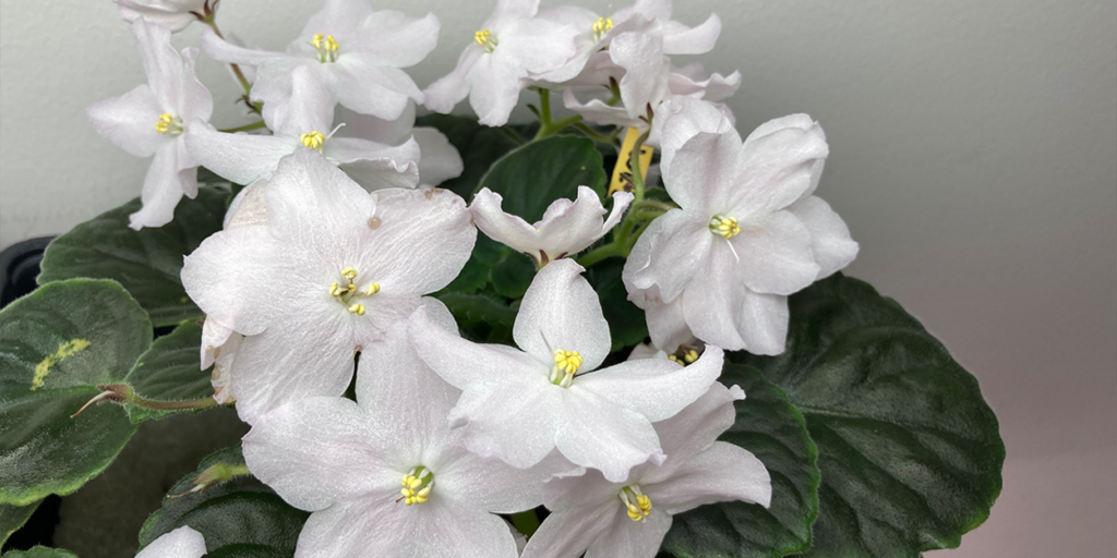 Choosing the Best Soil Mix for African Violet Seed Sowing