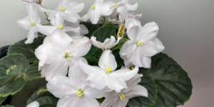 african violet seed sowing directions