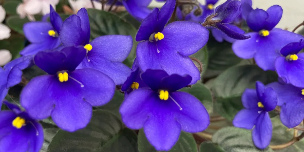 Are African Violet Miniature Seeds Worth Buying?