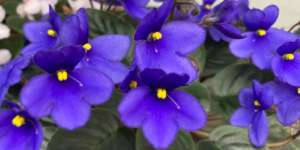 African violet miniature seeds