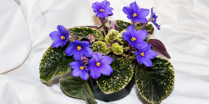 african violet seeds school project