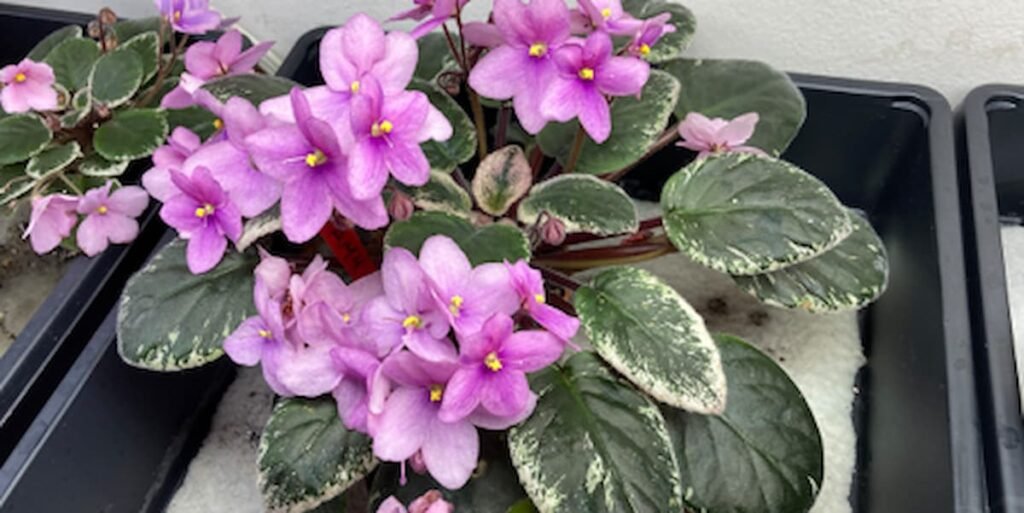 Best Conditions for Growing Saintpaulia Seeds in the Australian Climate