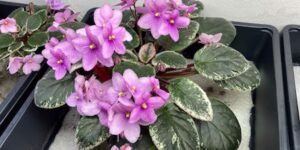saintpaulia african violet seeds for Australia