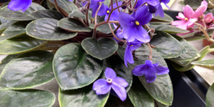 african violets for canada