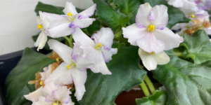Nadeau African Violet Miniature Seeds