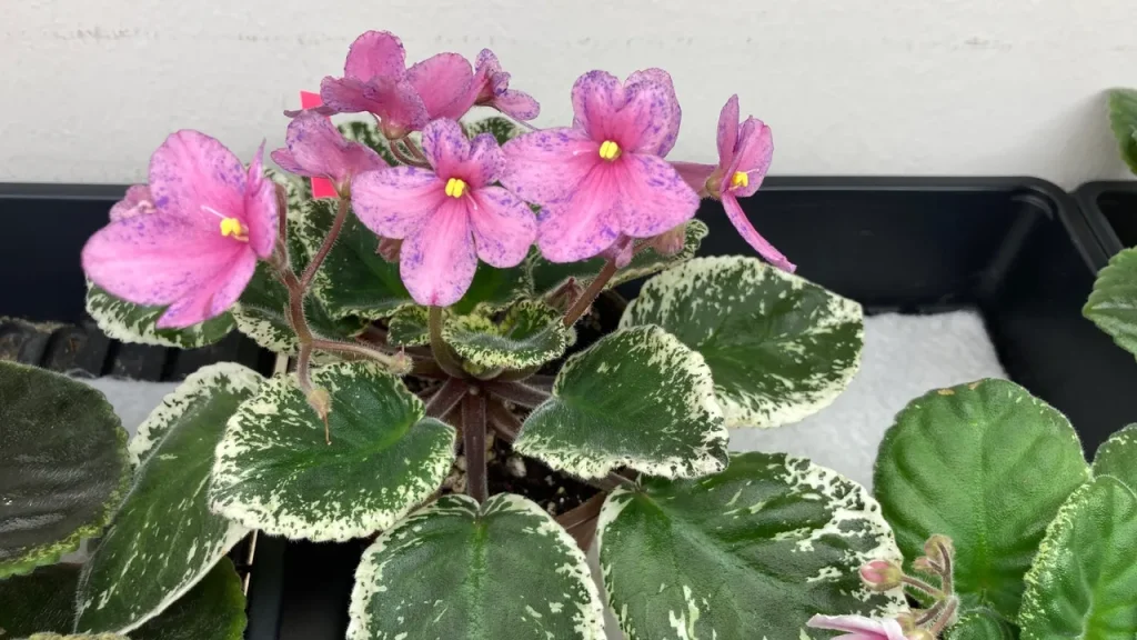 Choosing the Best African Violet Varieties for Your Club Project