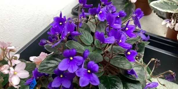 Importing African Violet Seeds for India: What You Need to Know