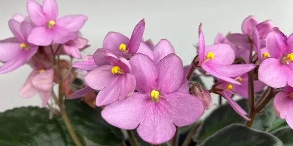 Ideal Soil & Potting Mix for African Violet Seed Growth in China