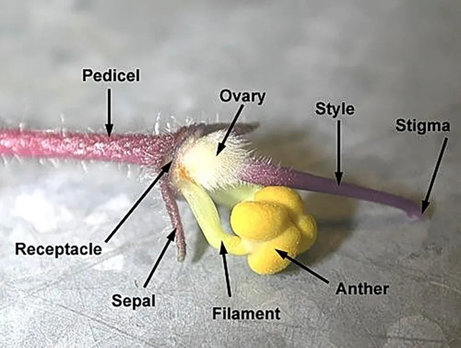 How We Produce African Violet Seeds: A Complete Overview