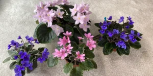 african violets from seed