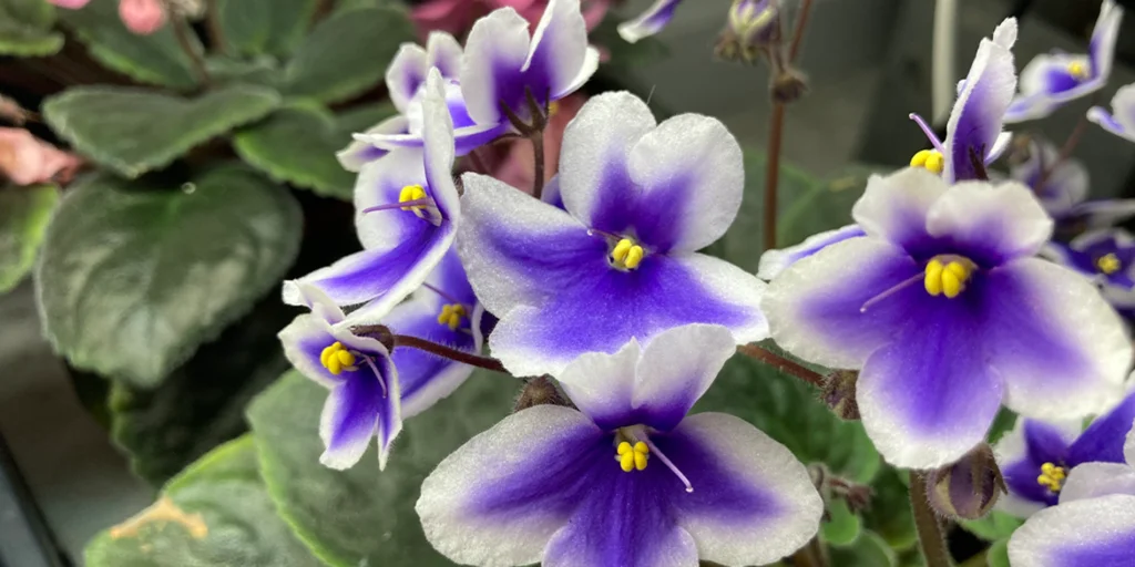 Can African Violets Survive Canadian Winters? Indoor Care Tips by Expert