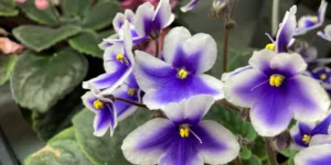african violets for Canada