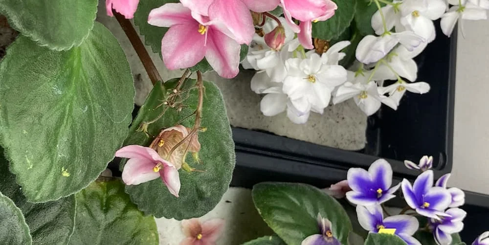 Should You Grow African Violet Seeds for a School Project?